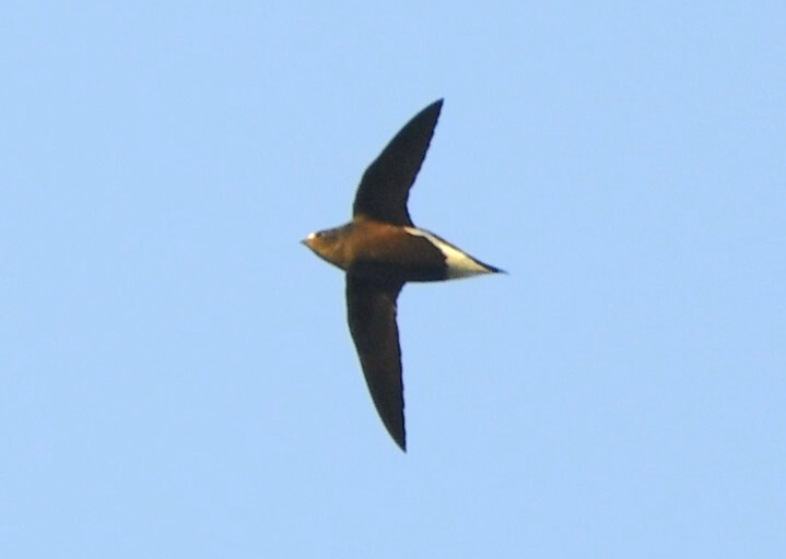 Brown-backed Needletail (Hirundapus giganteus), photo 8