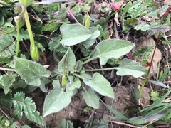 Calystegia subacaulis