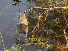 Ambystoma gracile