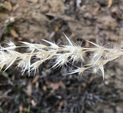 Rytidosperma tenuius