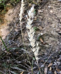 Rytidosperma tenuius