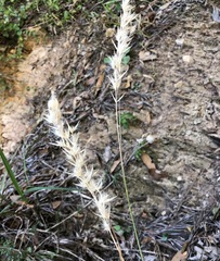 Rytidosperma tenuius