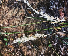 Rytidosperma tenuius