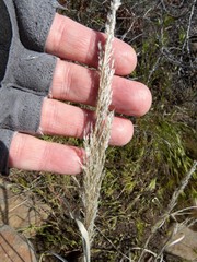 Muhlenbergia emersleyi