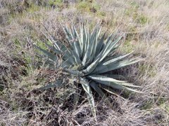 Agave chrysantha