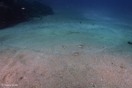 Gymnura altavela