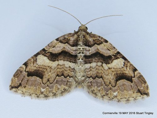 Variable Carpet Moth
