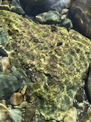 Dermatocarpon rivulorum