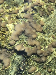 Dermatocarpon rivulorum