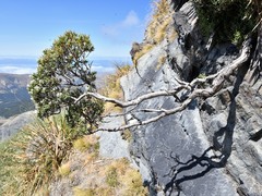 Veronica glaucophylla