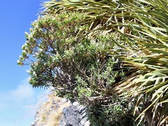 Veronica glaucophylla