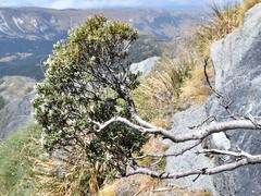 Veronica glaucophylla