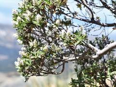 Veronica glaucophylla