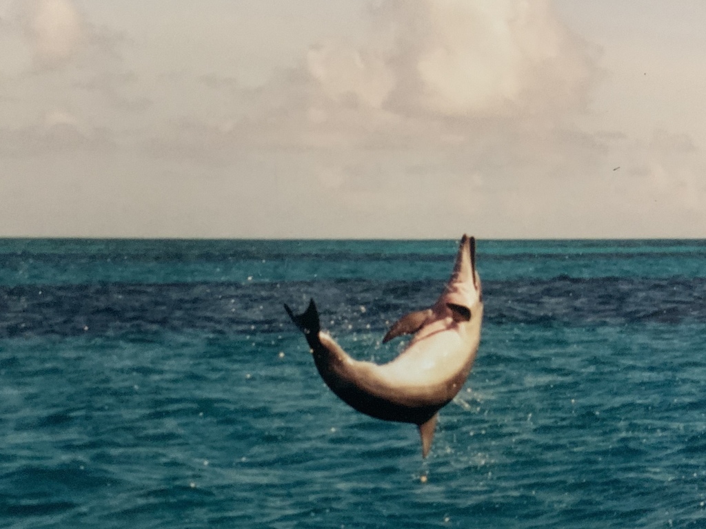 Spinner Dolphin (Stenella longirostris)