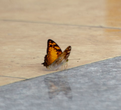 Vagrans sinha