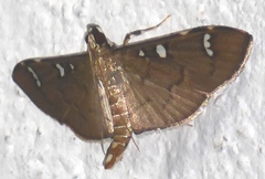 Cotachena hicana