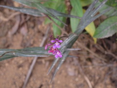 Epidendrum macdougallii