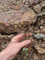Sanicula saxatilis