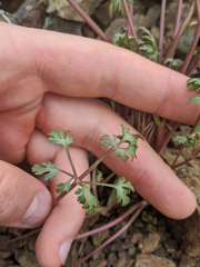 Sanicula saxatilis