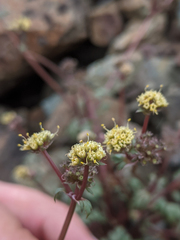 Sanicula saxatilis