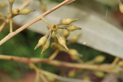 Eucalyptus bridgesiana