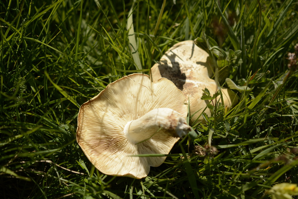 Calocybe gambosa · April 2026 · photo: © cryptomarasmius (iNaturalist, cc-by)