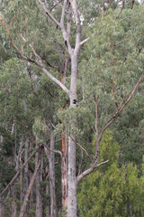 Eucalyptus bridgesiana