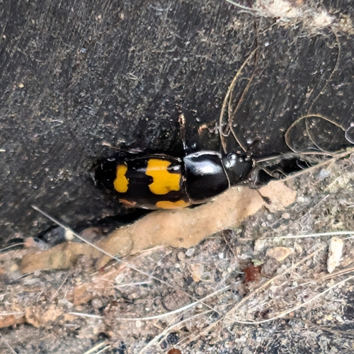Picnic Beetle photo 4