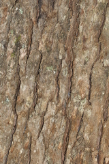 Eucalyptus bridgesiana