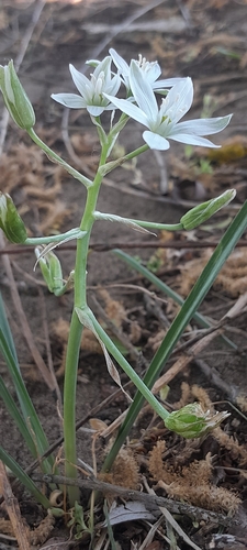 Ornithogalum refractum, photograph 2