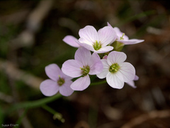 Cardamine polemonioides