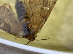 Ormiscodes amphimone