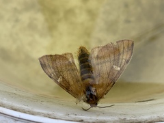 Ormiscodes amphimone