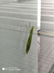 Euconocephalus varius