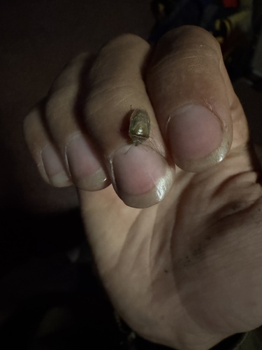 Small Green Stinkbug