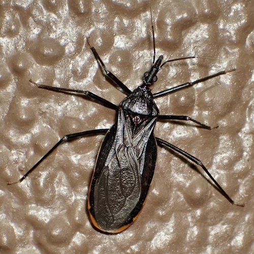 Triatoma recurva photo 3