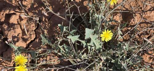 Launaea nudicaulis