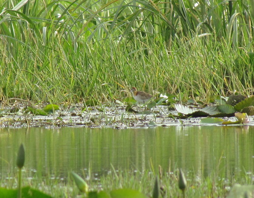 iNaturalist image