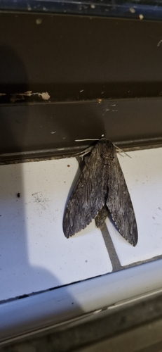 Convolvulus Hawkmoth
