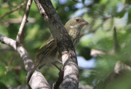 Puerto Rican Spindalis (Spindalis portoricensis), photo 7