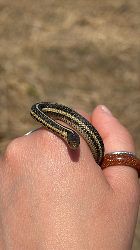 Butler's Garter Snake