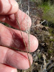 Muhlenbergia emersleyi