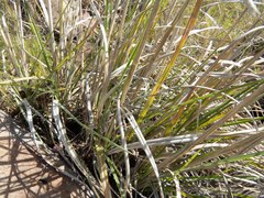 Muhlenbergia emersleyi