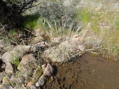 Muhlenbergia emersleyi