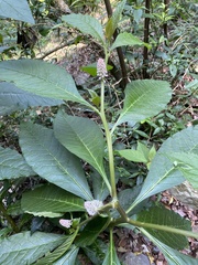 Phytolacca japonica