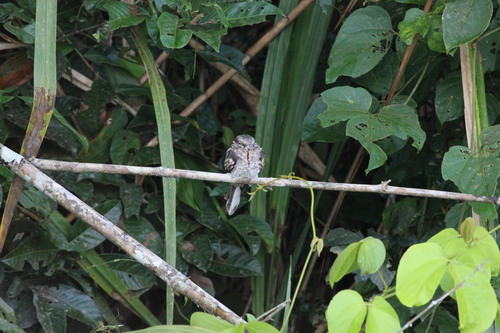 Hydropsalis climacocerca