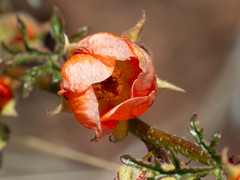 Sphaeralcea rusbyi
