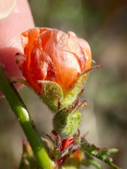 Sphaeralcea rusbyi