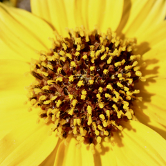 Helianthus laciniatus