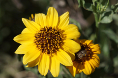 Helianthus laciniatus